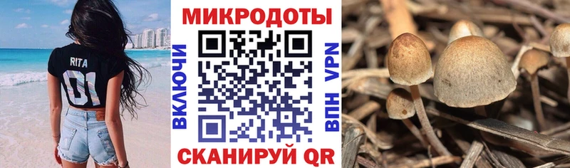 Купить закладки  Нелидово  Псилоцибиновые грибы Psilocybine cubensis 